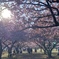 佐倉の桜隧道