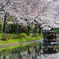 桜と十石船