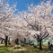 三王公園（去年）