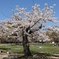 舞鶴公園の桜