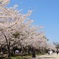 舞鶴公園の桜