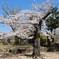 舞鶴公園の桜