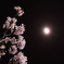 夜桜
