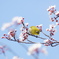 花にメジロ