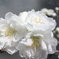 街の花