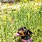桜と菜の花とうーしゃ