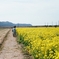 菜の花　笠岡ベイファーム2021