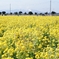 菜の花　笠岡ベイファーム2021
