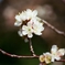 さくらんぼの花　2021