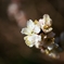 さくらんぼの花　2021