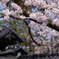 桜と瓦