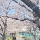 桜道