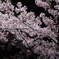 東公園　夜桜