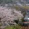 桜と「南紀」