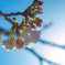 桜2