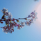 桜4