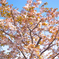 桜5