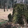 苔生す切株