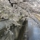 2021年　石神井川の桜