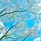 透ける春