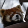 やさしい顔のレッサーパンダ