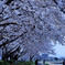 満開の桜ー浅川土手
