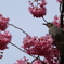 桜とヒヨドリ2