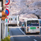中野通りの桜並木