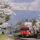 久大本線　桜