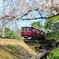 阪急甲陽線の桜2