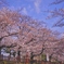 水門川の桜１
