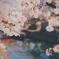 水門川の桜４