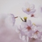 水門川の桜５