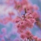 水門川の桜７