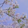 水門川の桜６