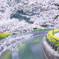 桜と菜の花