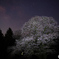 夜桜