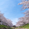 桜と空を見上げる