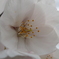 2021桜