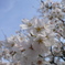 桜・風景