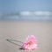 波打ち際の花
