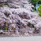 護国神社　桜