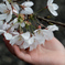 掌桜2