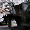 手水舎と桜