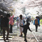 インクラインの桜