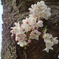 桜みっけ