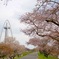 桜とタワー