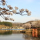 上野公園の桜（広島県　庄原市）