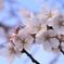 上野公園の桜（広島県　庄原市）