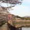 上野公園の桜（広島県　庄原市）